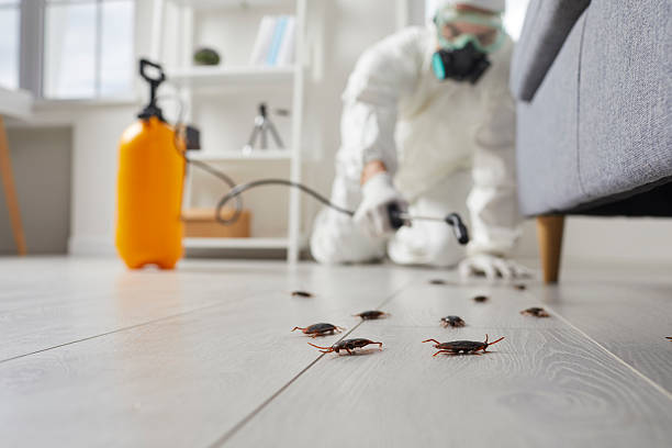 Affordable Termite Control solutions in Gainesville, VA